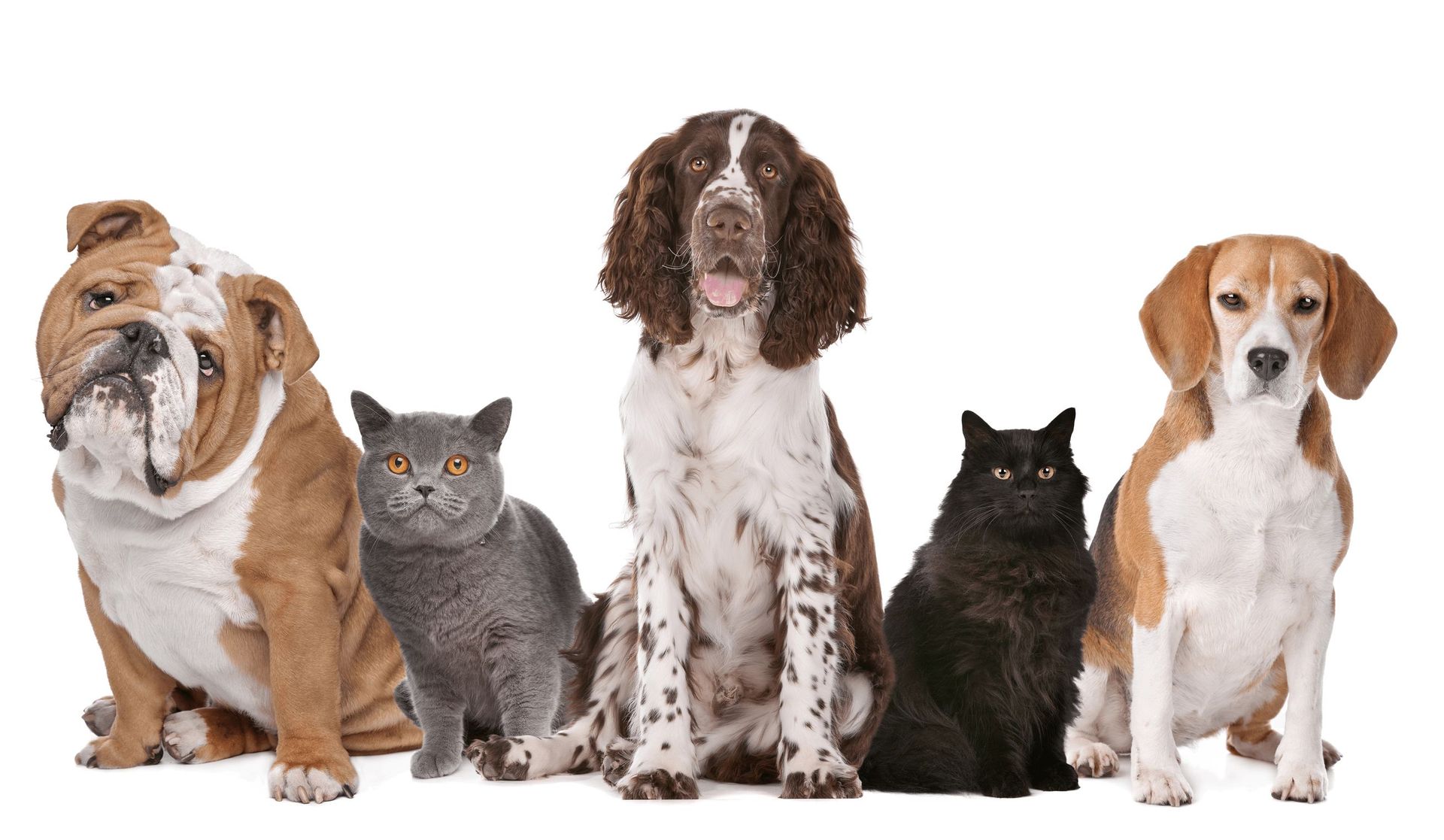 Pet Boarding | Rovers Pampered Paws Pet Grooming