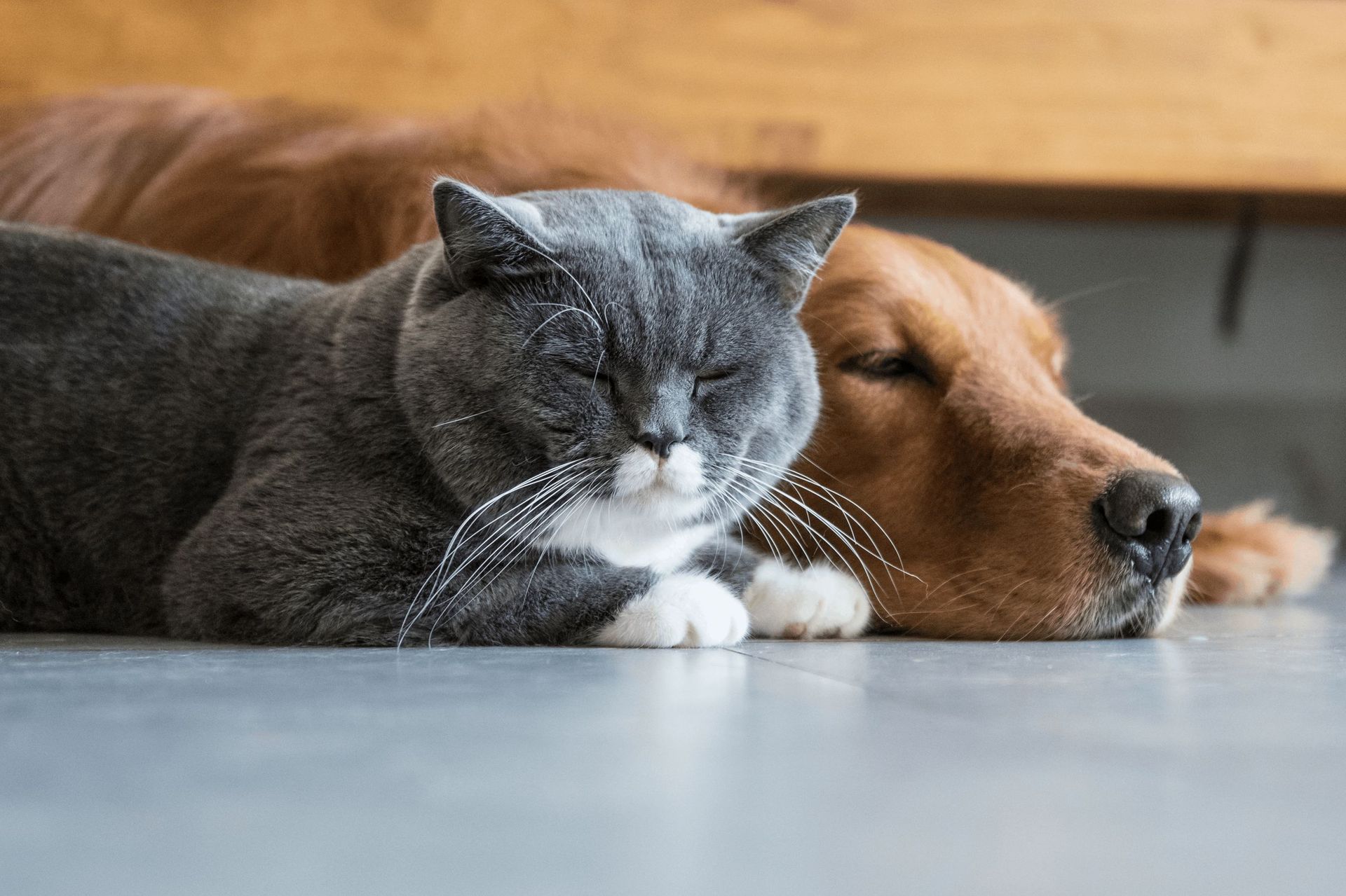Pet Boarding | Rovers Pampered Paws Pet Grooming