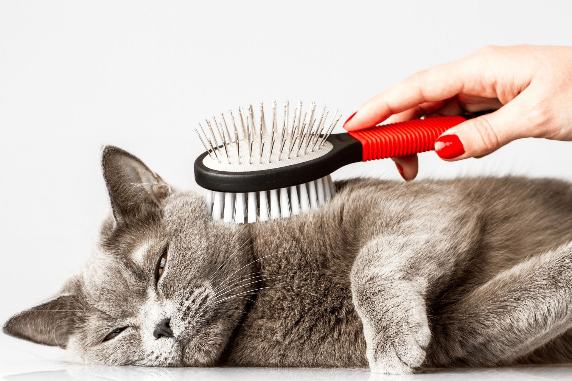 Pet Grooming | Rovers Pampered Paws Pet Grooming