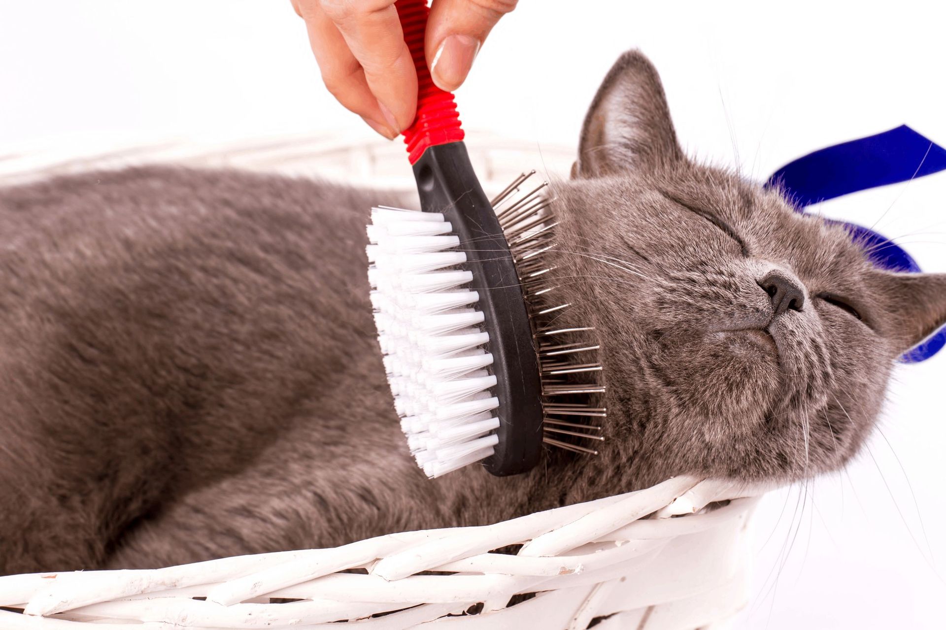 Pet Grooming | Rovers Pampered Paws Pet Grooming