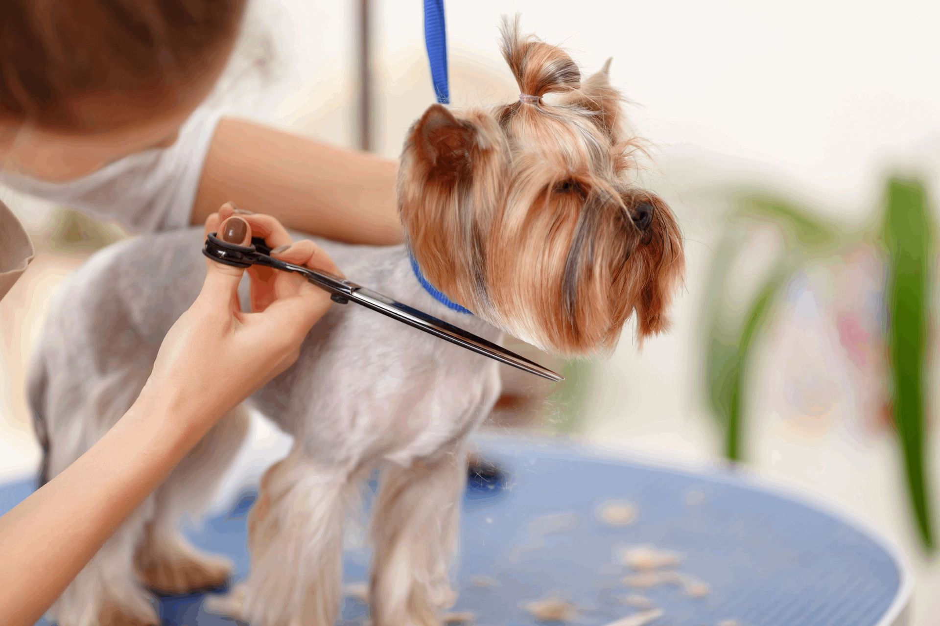 Pet Grooming | Rovers Pampered Paws Pet Grooming