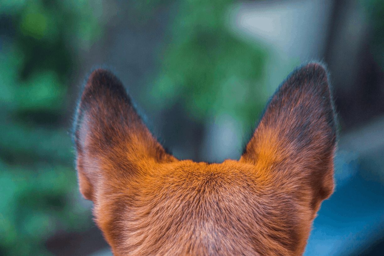 Rovers Pampered Paws Pet Grooming | White City, FL