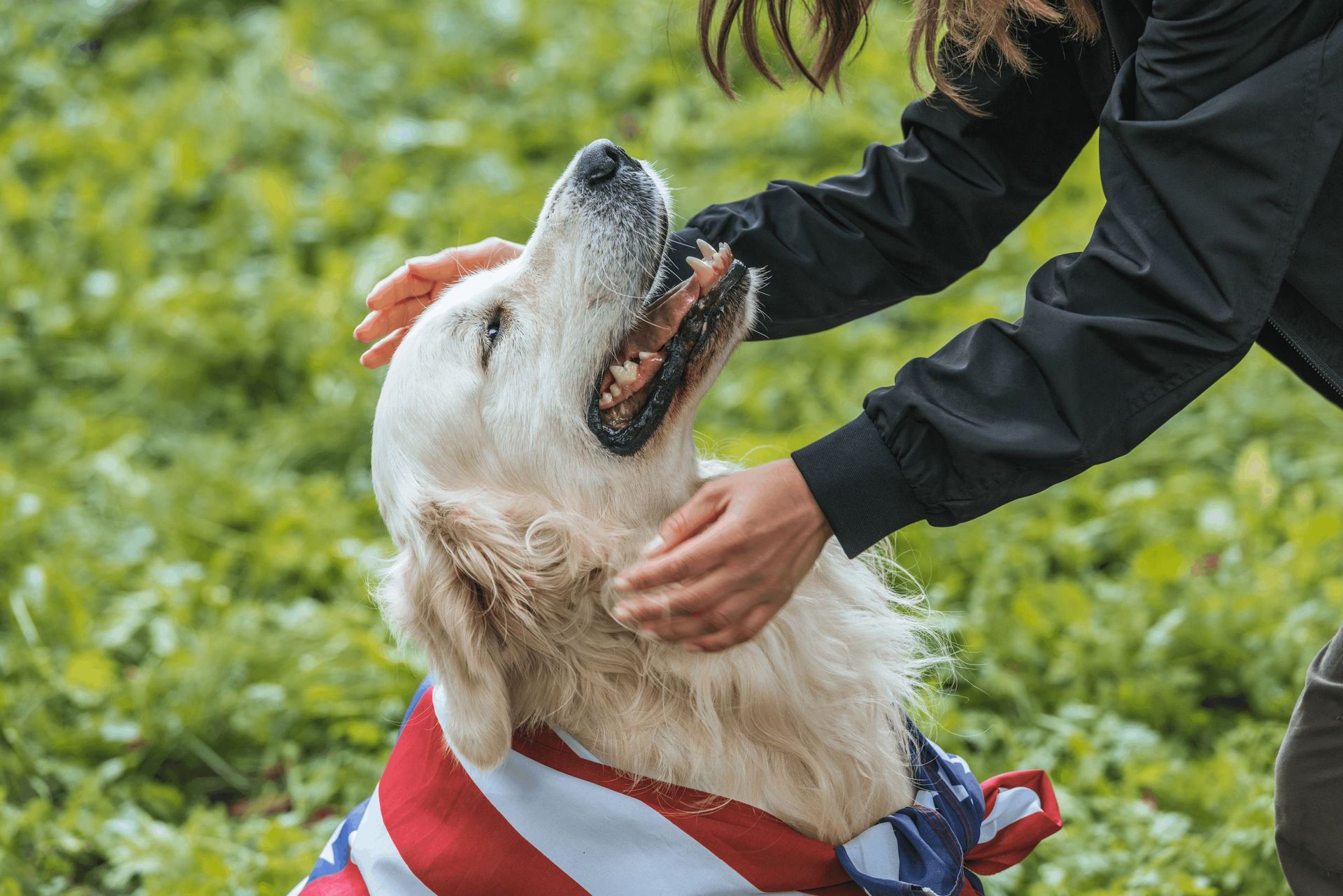 Pet Daycare | Rovers Pampered Paws Pet Grooming