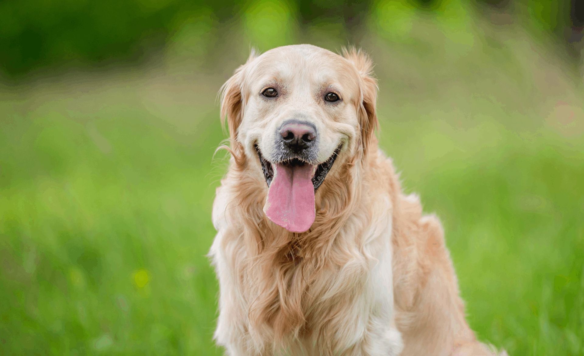 Pet Daycare | Rovers Pampered Paws Pet Grooming