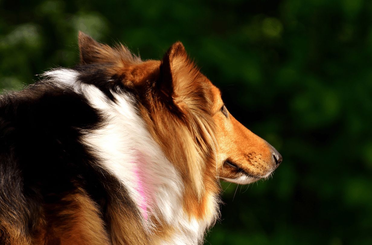 Rovers Pampered Paws Pet Grooming | Fort Pierce, FL