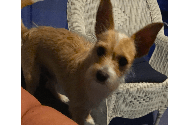 Rovers Pampered Paws Pet Grooming