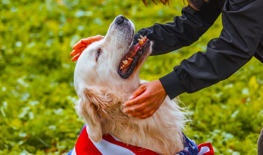 Pet Daycare