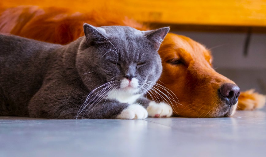 Pet Boarding